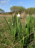 Leucojum aestivum subsp. pulchellum